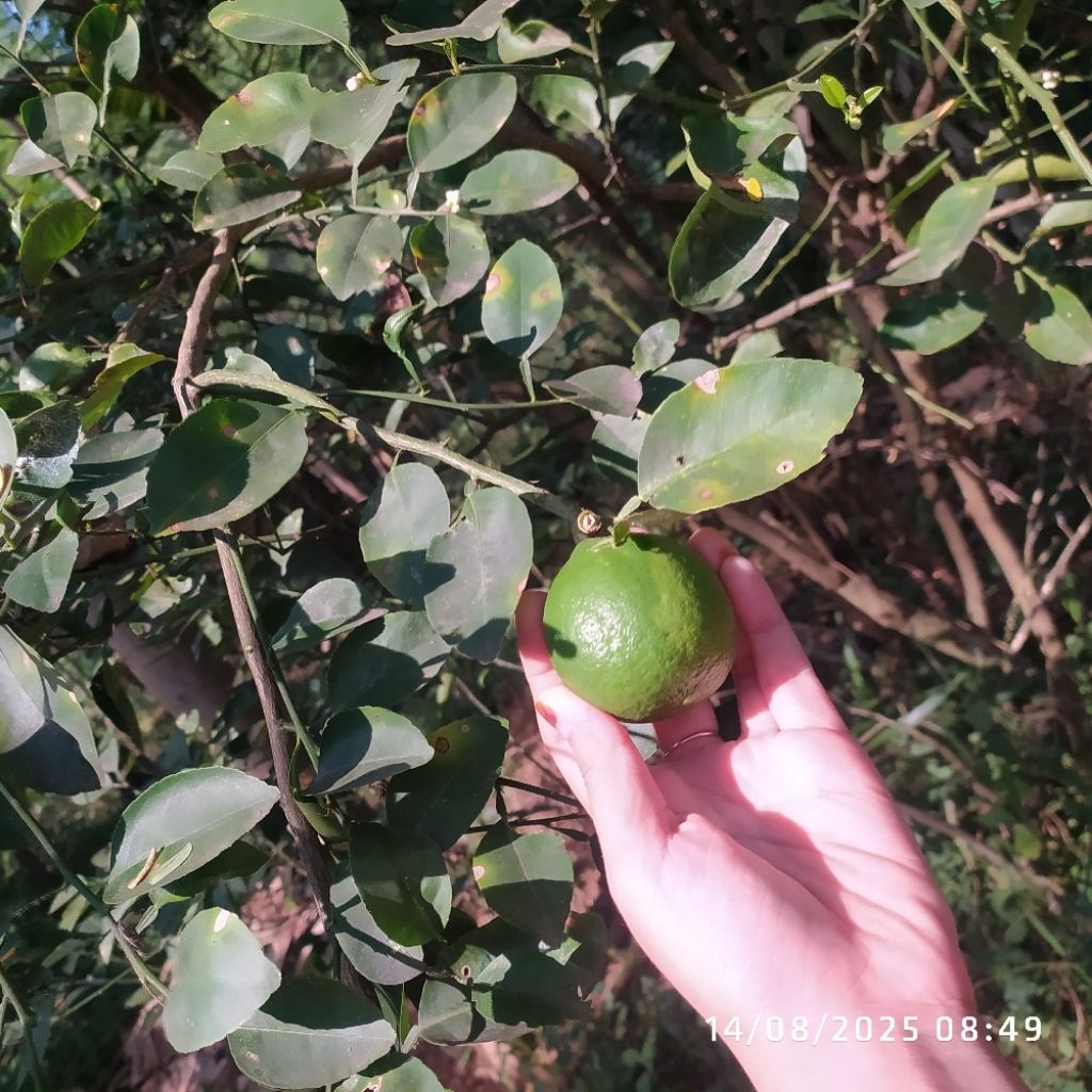 

JERUK NIPIS JERUK PECEL BESAR KECIL COCOK BUAT WEDANG ATAUPUN MASAKAN
