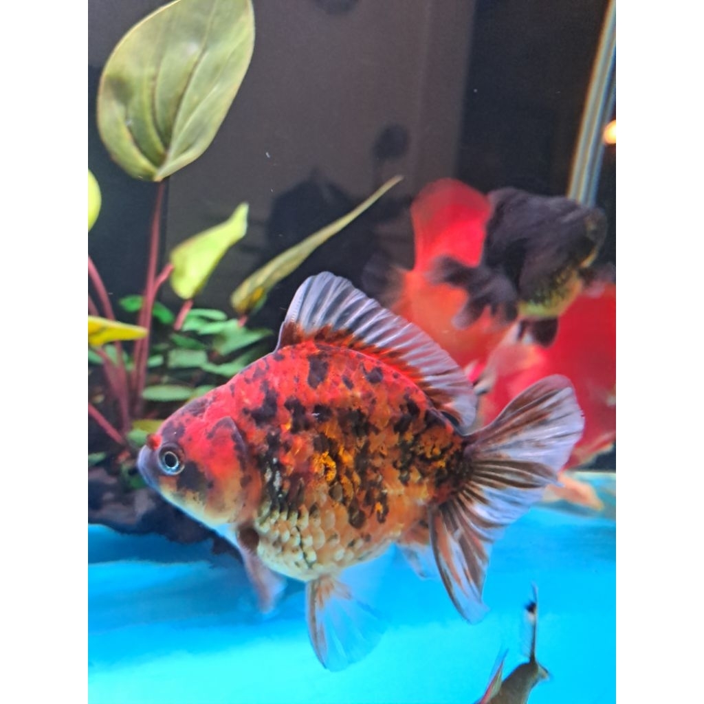Koki Ryukin Goldfish