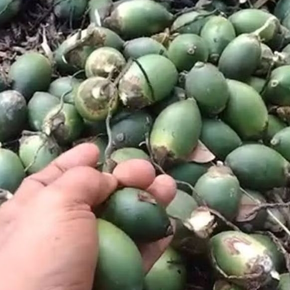 pinang muda pres obat kuat 1kg