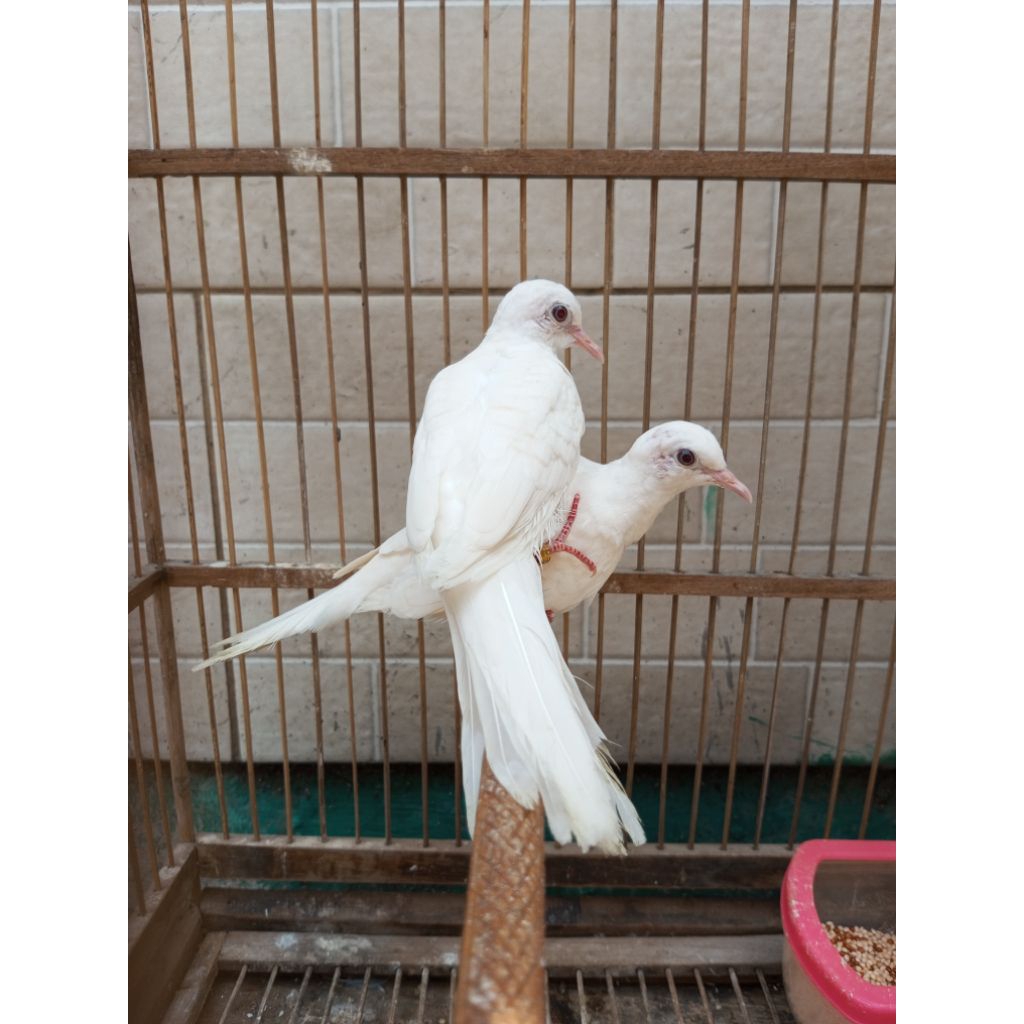 burung perkutut putih kapas