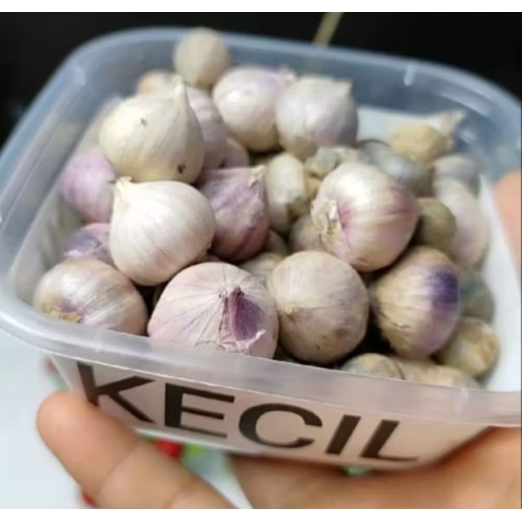 

Bawang putih tunggal size kecil 1kg