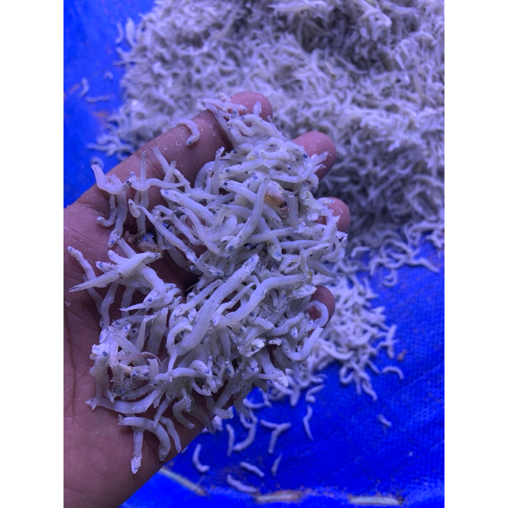 

IKAN TERI NASI MEDAN