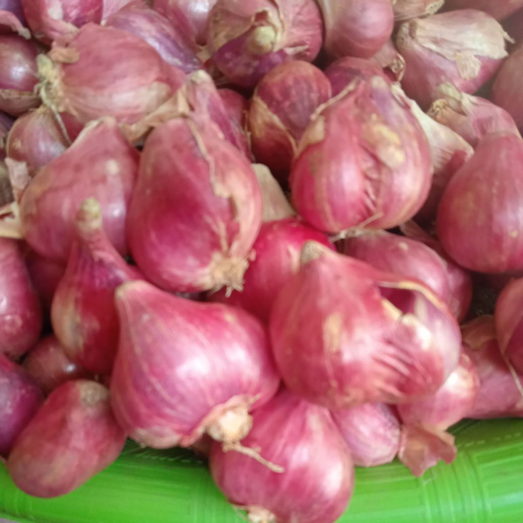 

BAWANG MERAH UKURAN TANGGUNG PER Kg