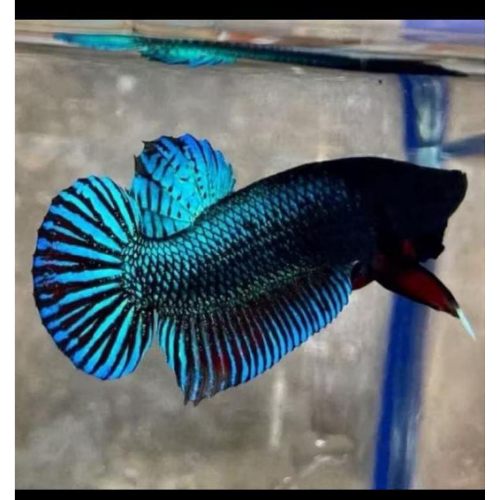 ikan cupang siap adu