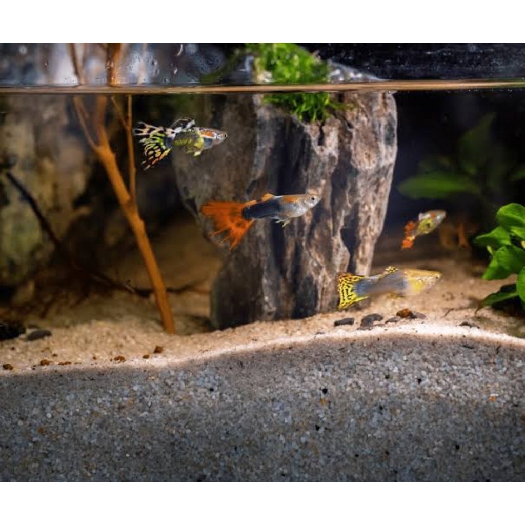 guppy random barang aesthetic paket 10 ekor