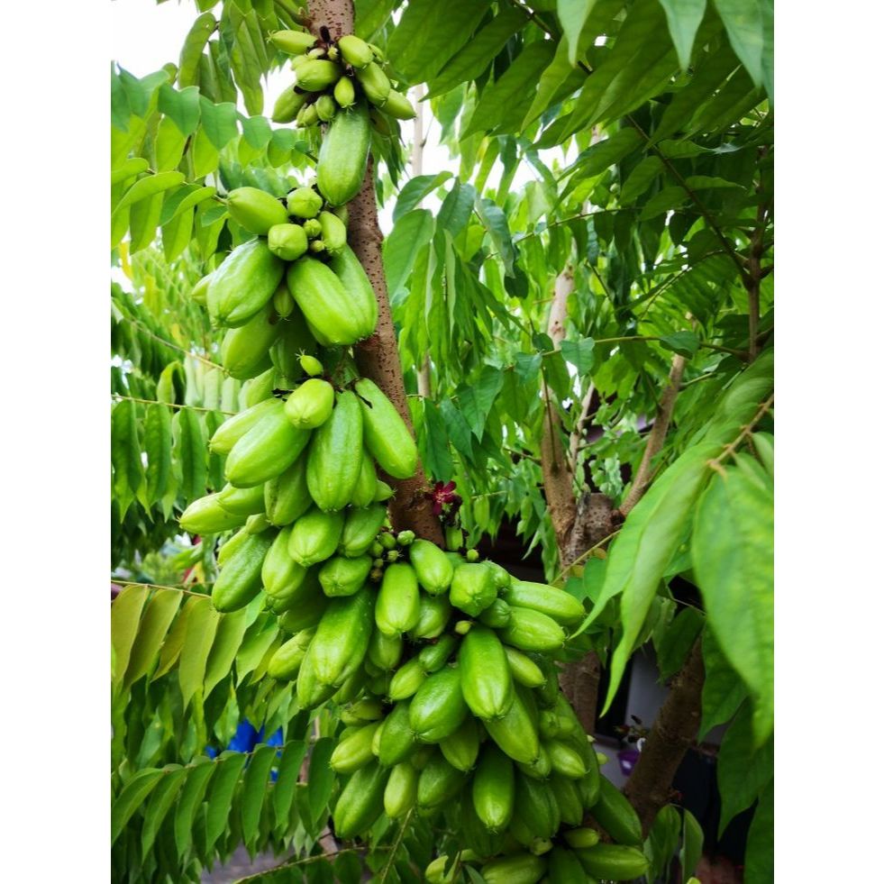 Bibit Belimbing Wuluh - Pohon Belimbing Wuluh