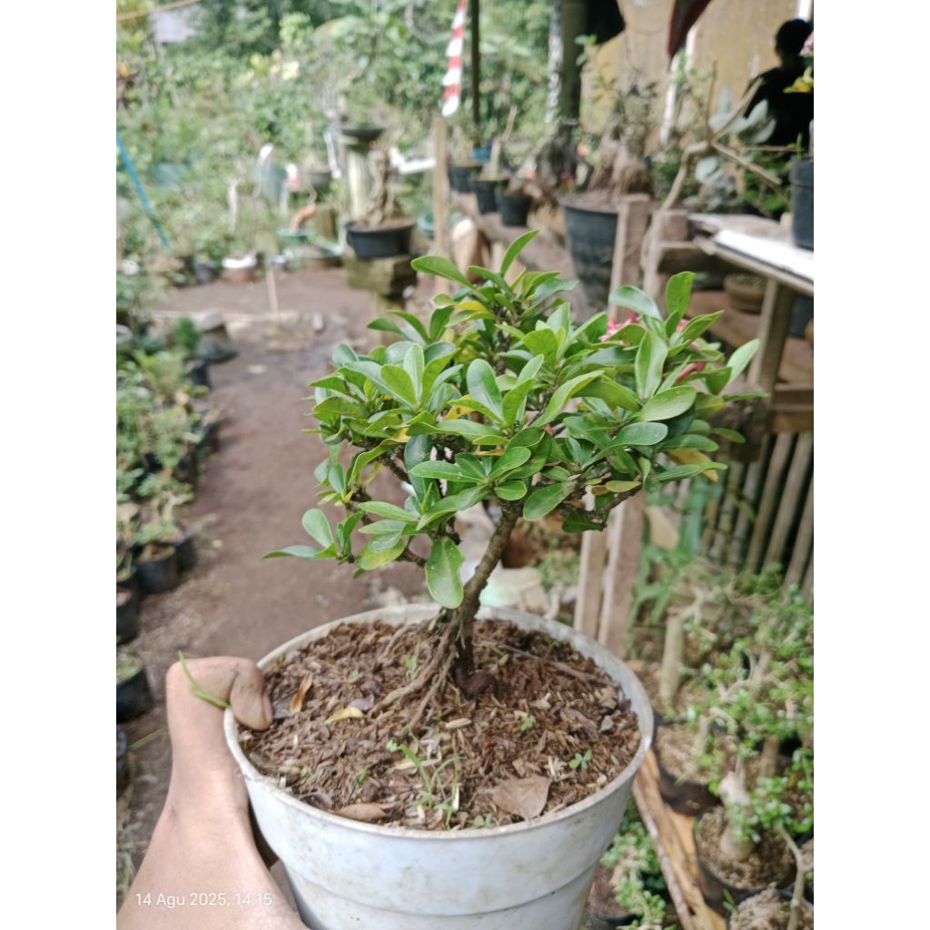 bahan bonsai cantikan asoka pink