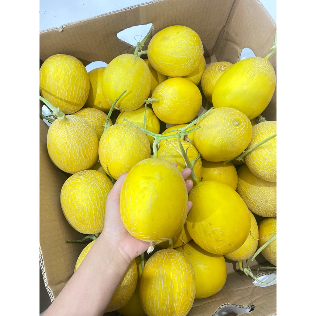 

buah melon hidroponik MINI emerald golden kirani sunpride per pcs melon oranye oren