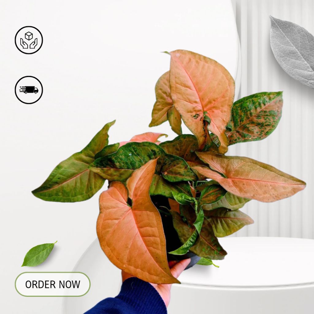 Syngonium pink / Syngonium pink flecked