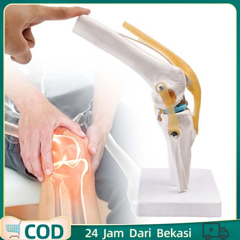 

Human Knee Joint Model Model Anatomi Sendi Lutut Anatomi Tubuh Anatomi Tulang