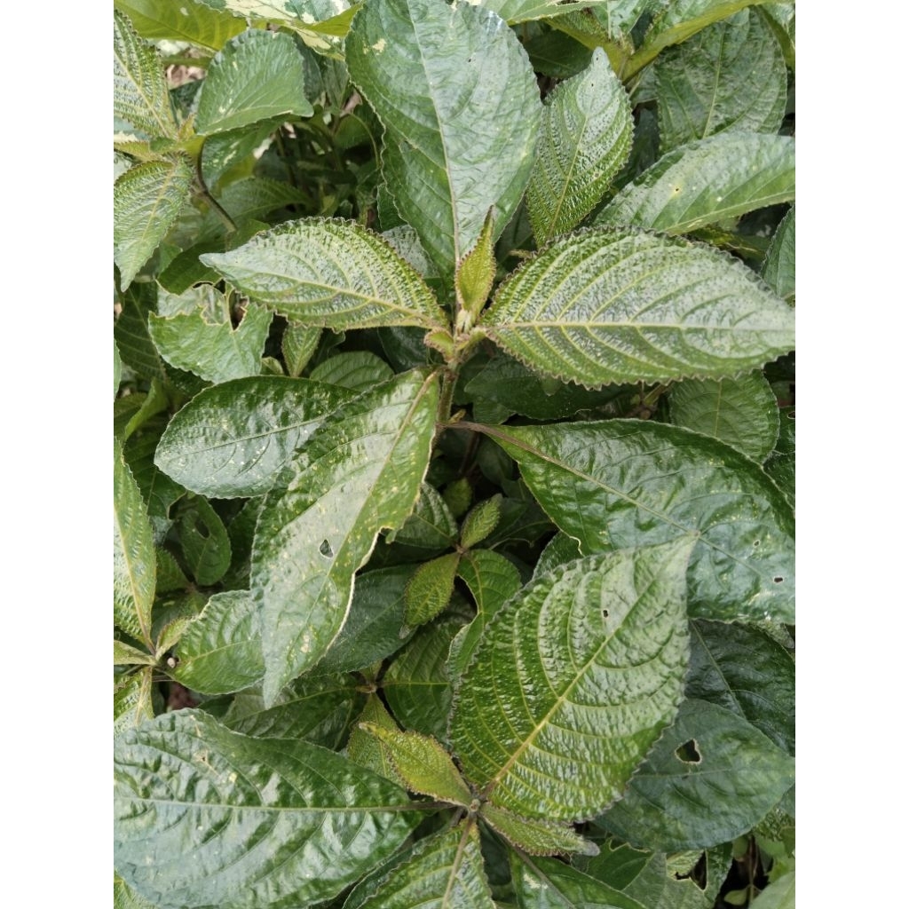 

daun keji beling fresh alami daun pecah beling isi 600gram