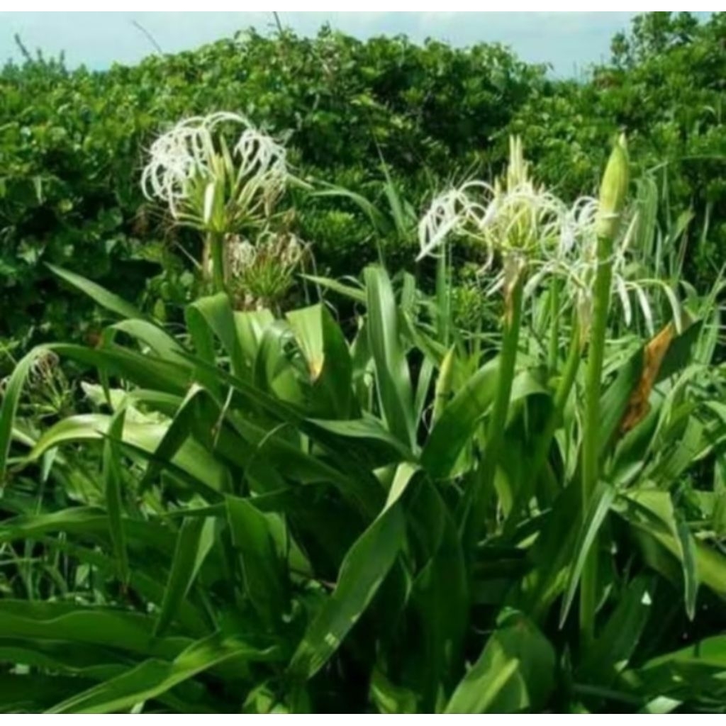 

daun bakung fresh 300gram