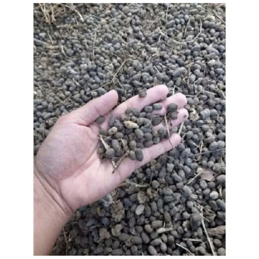 kohe pupuk organik kambing