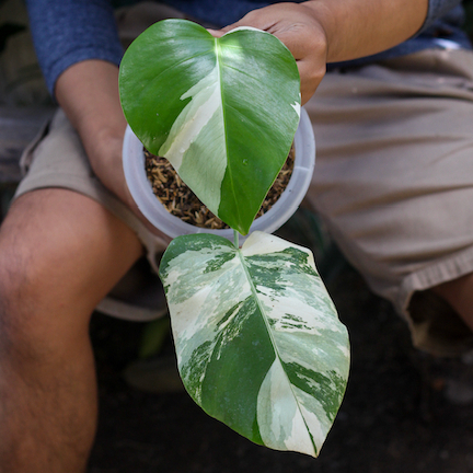 Monstera Borsigiana Variegata (White Tiger) Ukuran Small