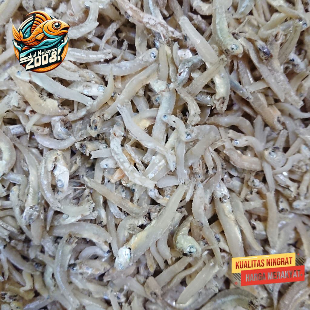 

Ikan teri | teri buntio