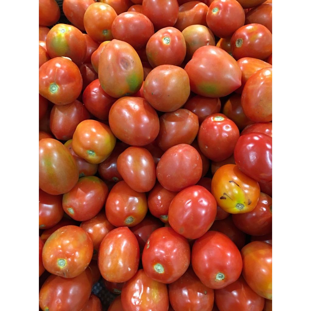

tomat fresh 1kg dari petani asli