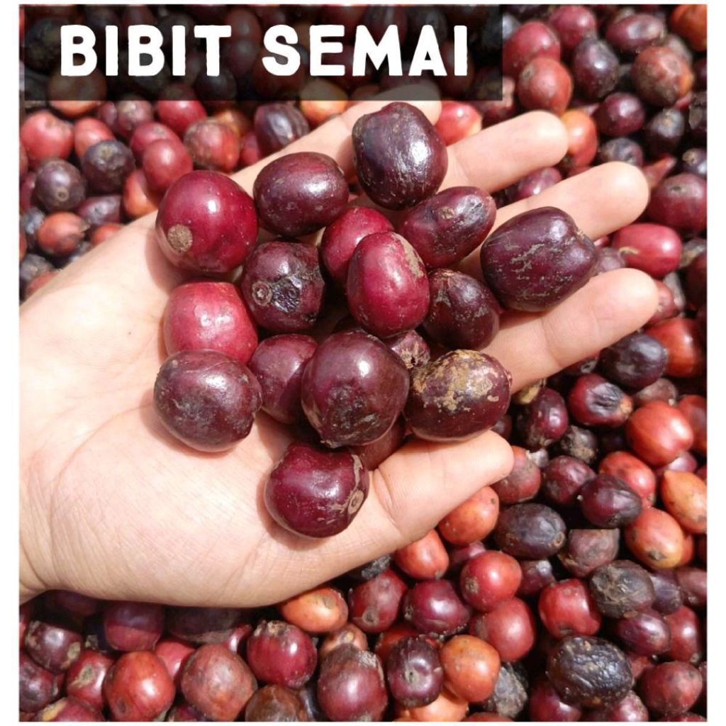 Bibit Semai Kopi Robusta Kerinci Klon Bagio 1 kg