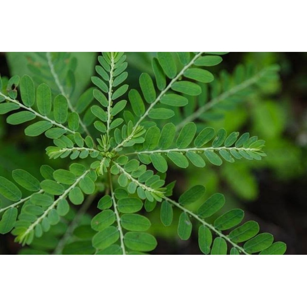 

tanaman meniran 400gram hijau obat teradisinal herbal