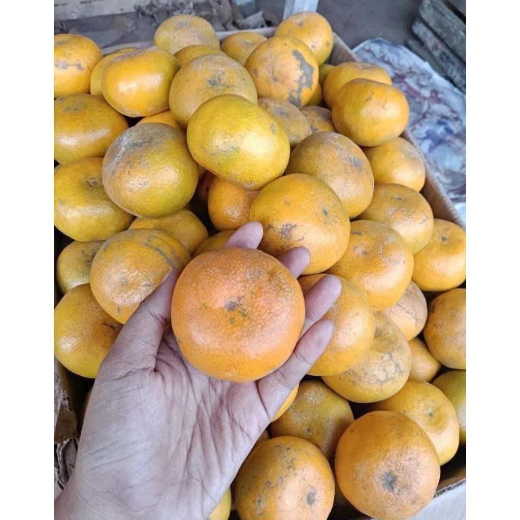 

JERUK MEDAN BRASTAGI MANIS FRESH 1KG