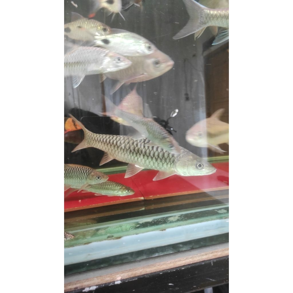 patung tor putitora 10-12 cm