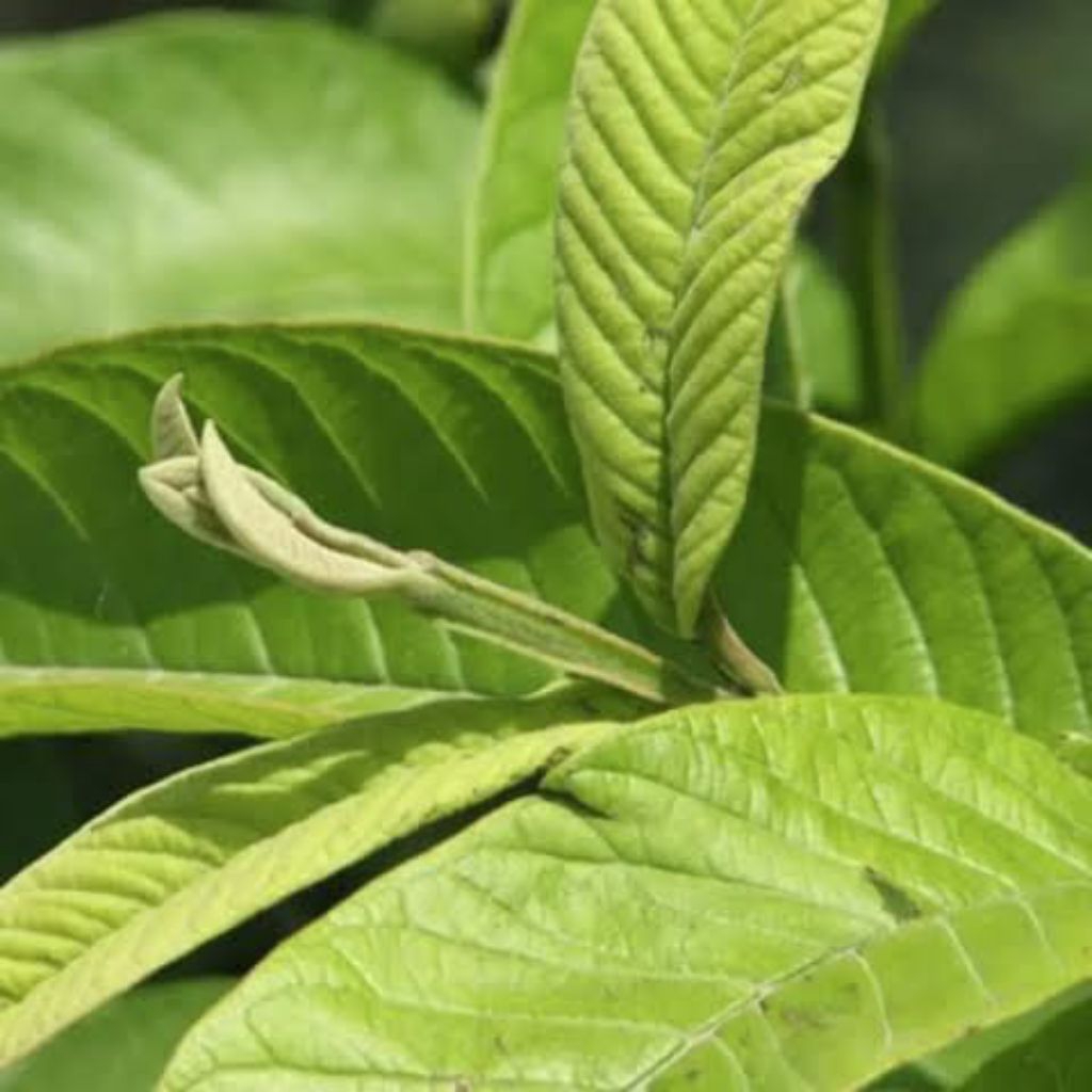 

daun pucuk jambu biji segar isi 1kg