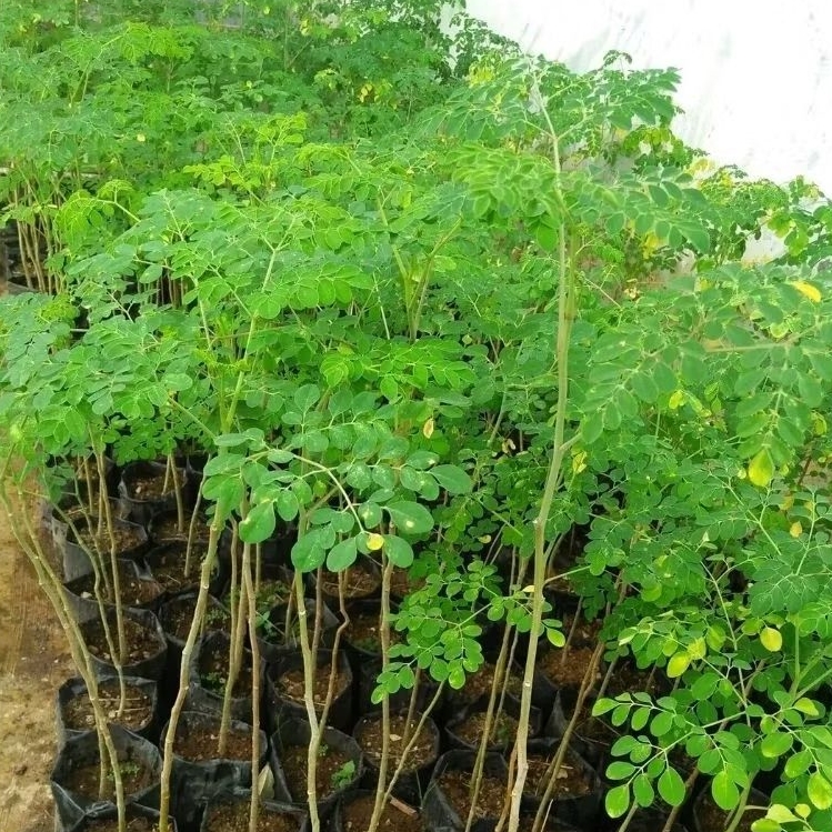 BIBIT TANAMAN KELOR/Bibit kelor/tanaman kelor