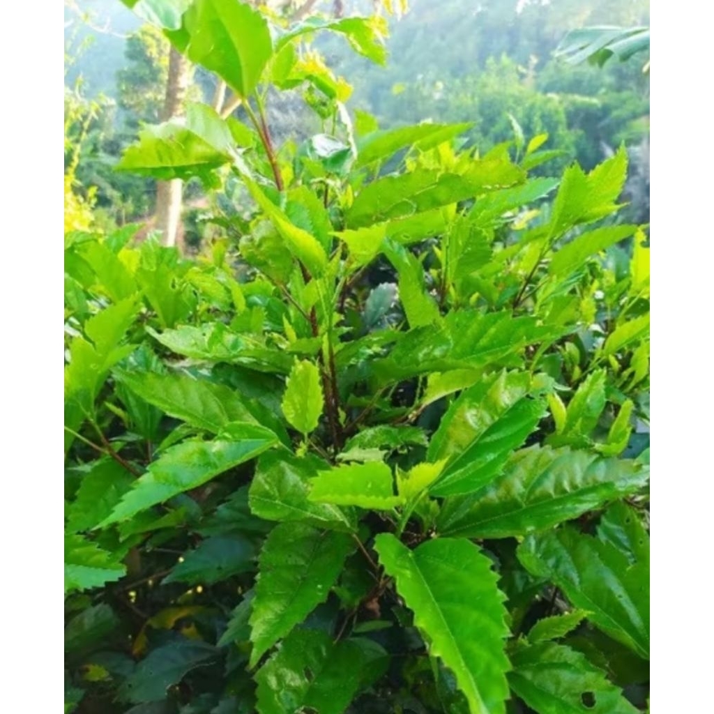 

daun sepatu segar paket 1,KG SIAP KIRIM