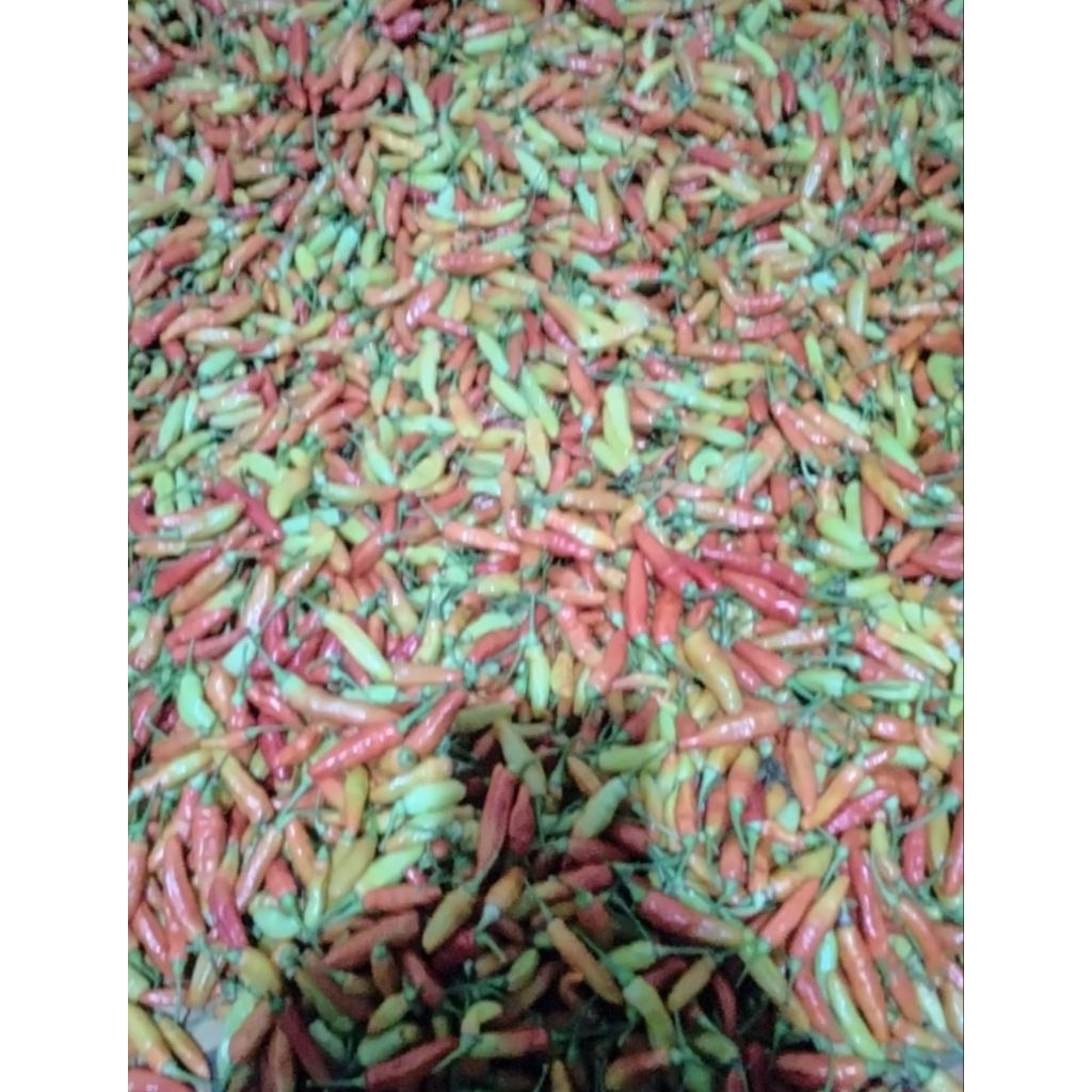 

cabai rawit merah 1kg