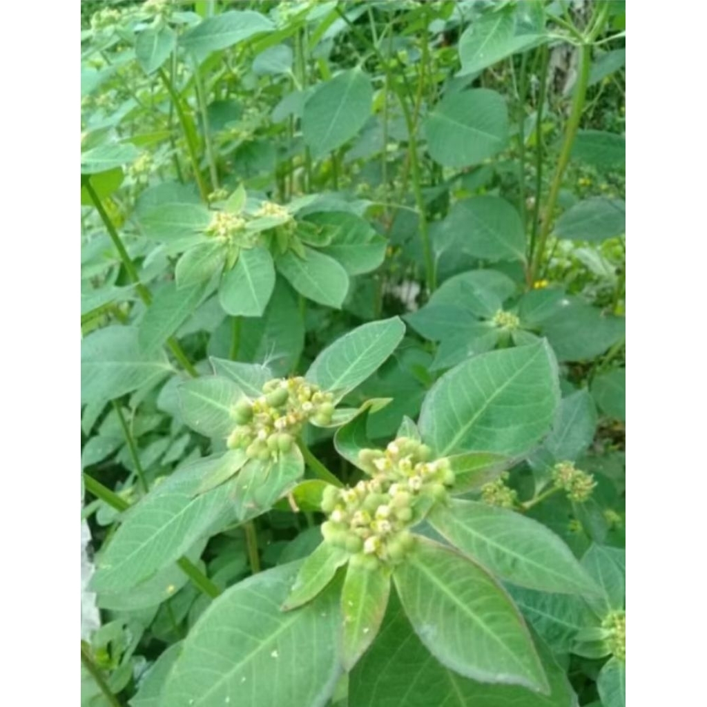 

daun Sena disebut Daun katemas paket segar 500,GRAM