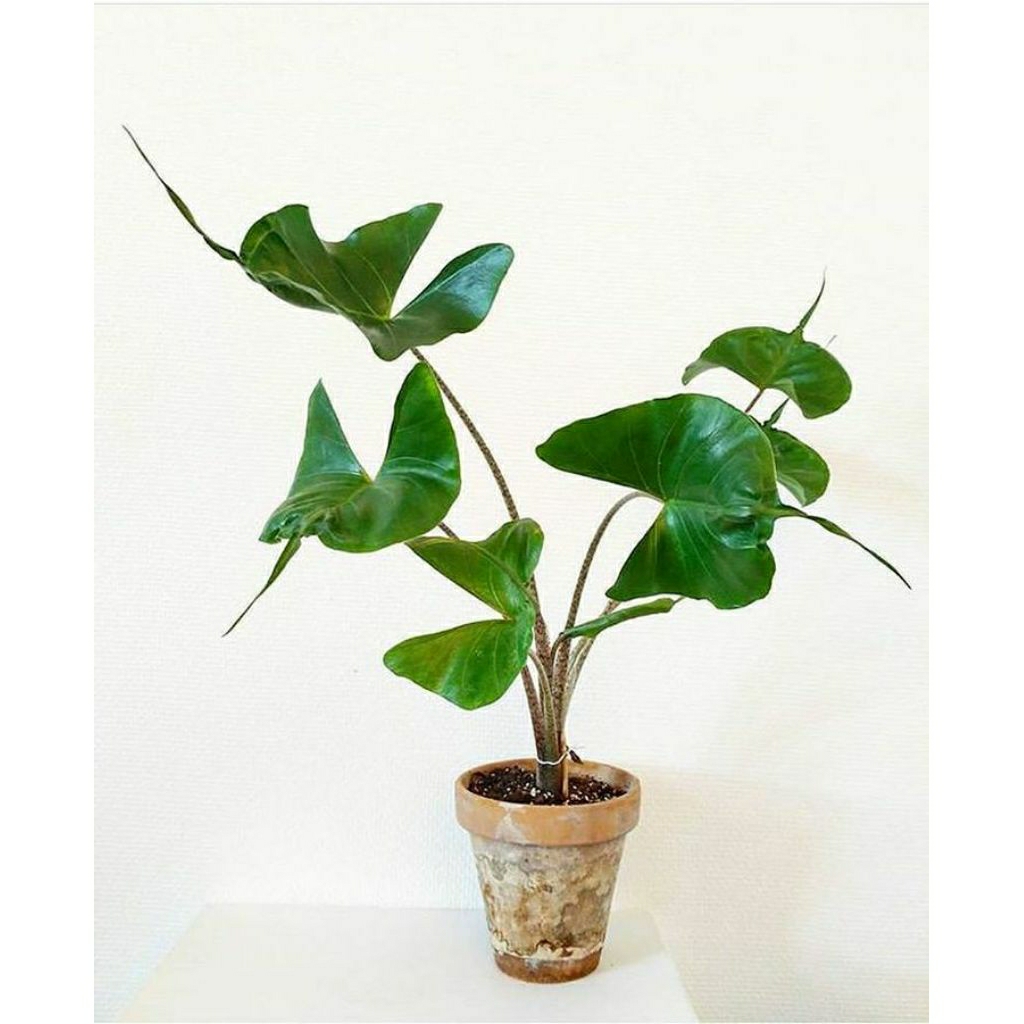 Tanaman Hias Alocasia Stingray