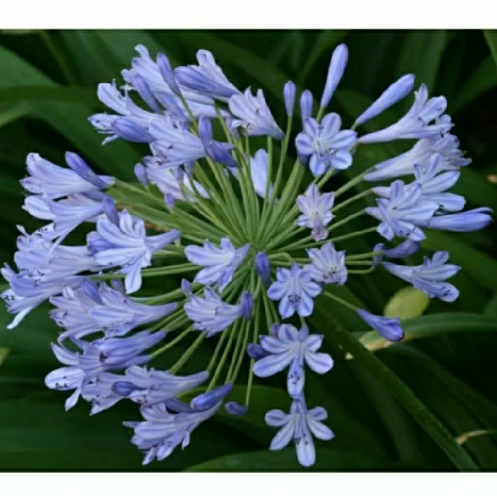 Kembang Desa - tanaman hias bunga aghantapius lilac