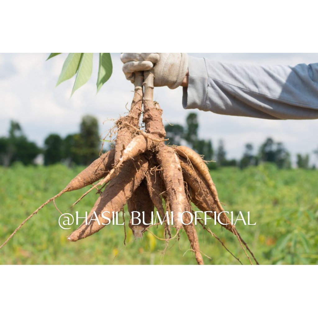 

SINGKONG MENTEGA DI JAMIN MEMPUR KEMASAN 1KG