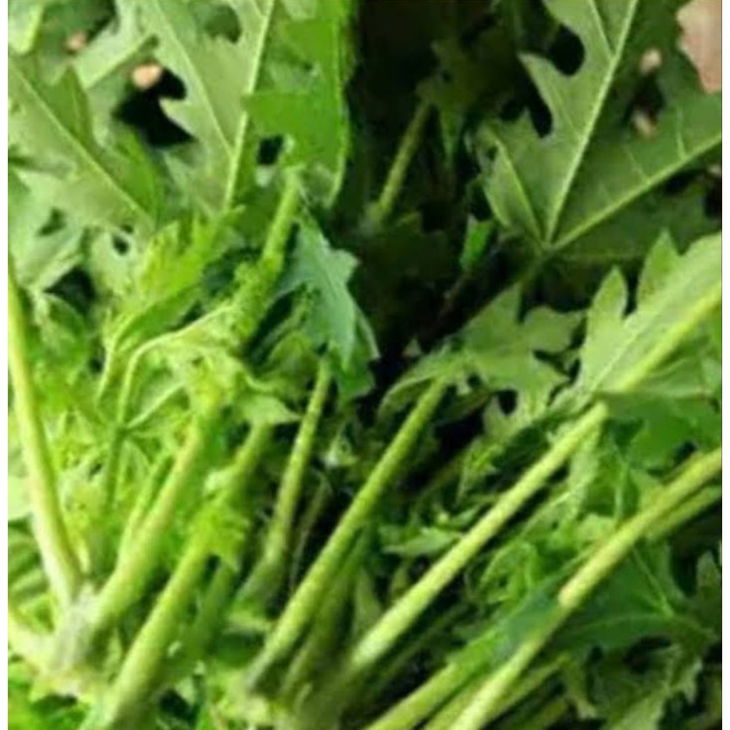 

Daun Muda Pepaya ( kuncup ) 500 grm
