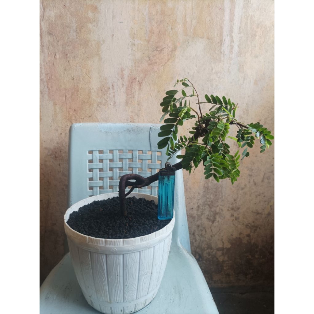 Bonsai Asem Jawa Meliuk