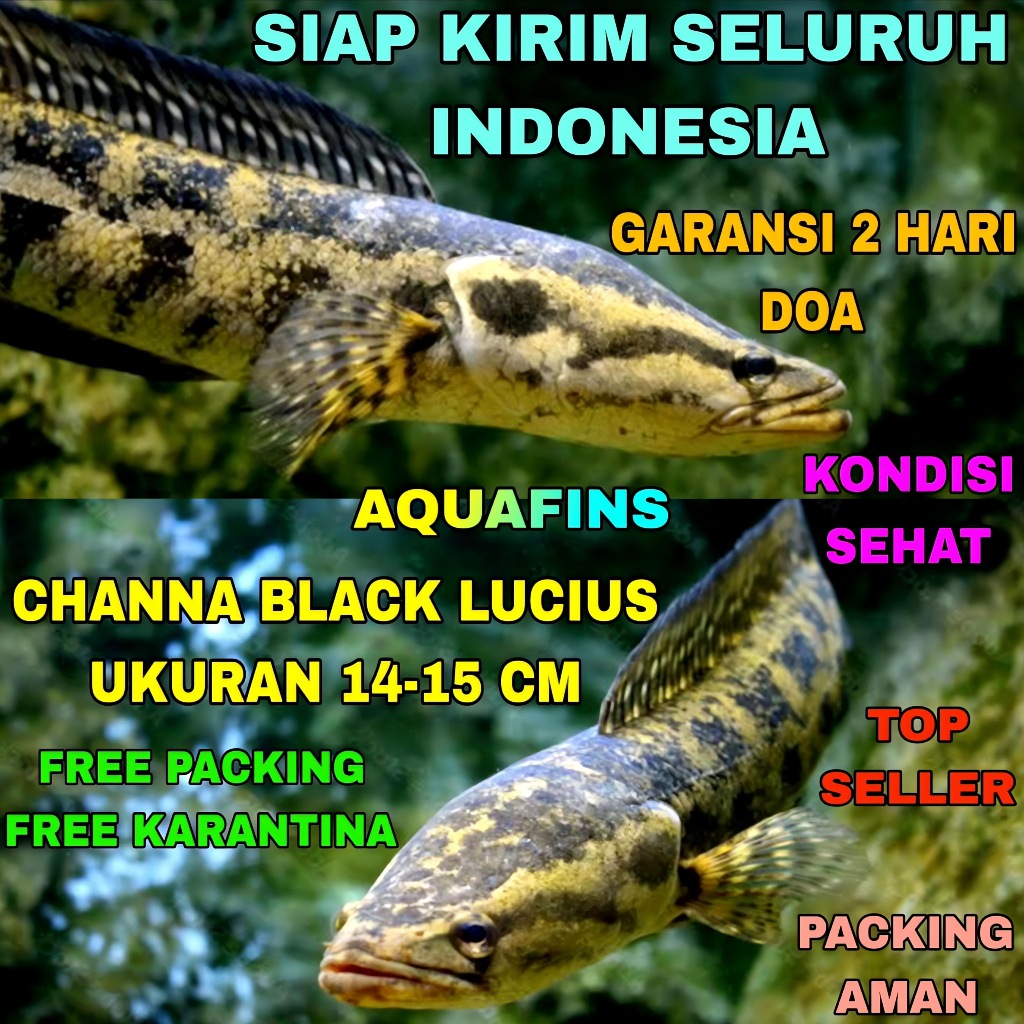 HIASAN SNAKEHEAD CHANNA GABUS BLACK FOREST LUCIUS UKURAN 14-15 CM