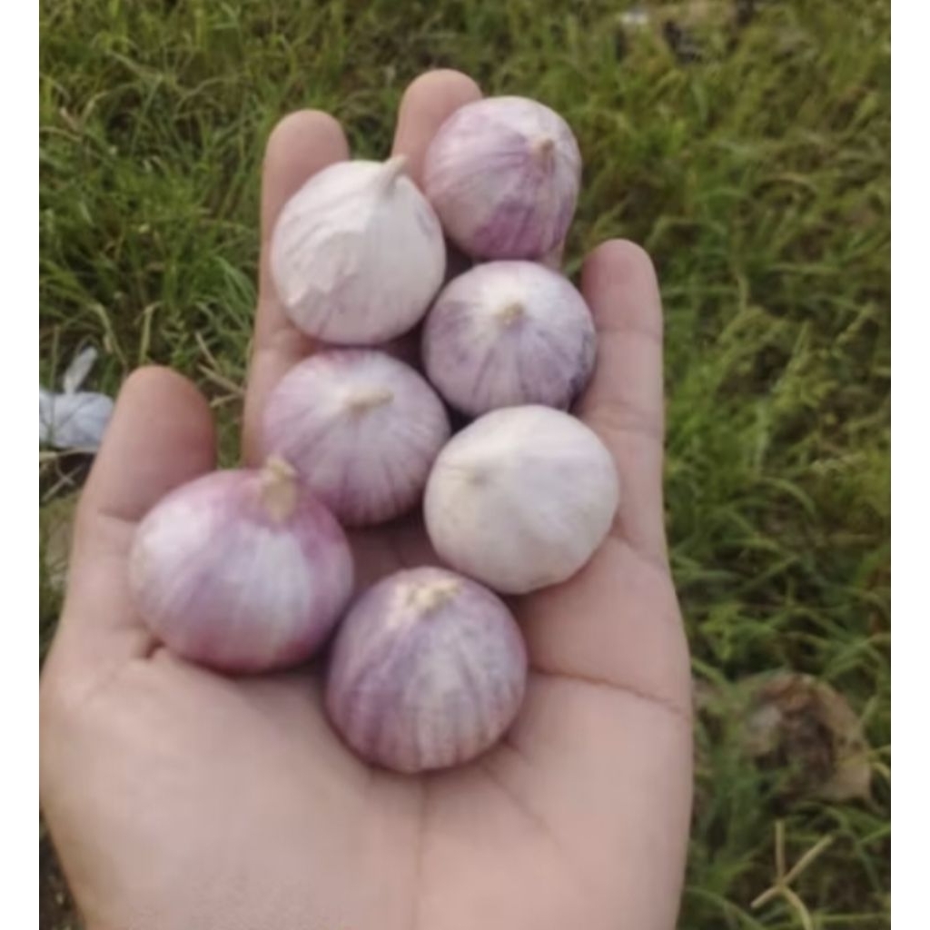 

Bawang putih tunggal/bawang putih lanang/solo garlic fresh panen baru 1 kg