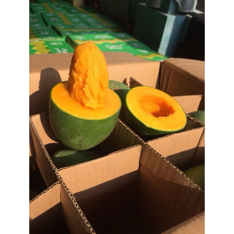 

Mangga Alpukat Asli Klonal | Mangga Alpukat Tua Pohon Fresh 5kg | Box