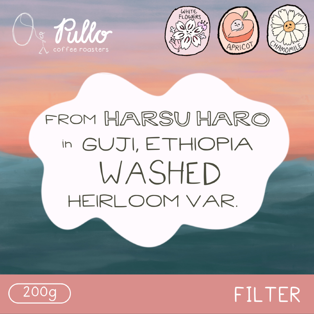 

Filter Roast - Ethiopia Guji Harsu Haro Washed