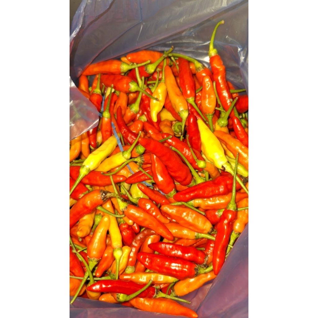 

CABE // CABAI CAPLAK SETAN PEDAS