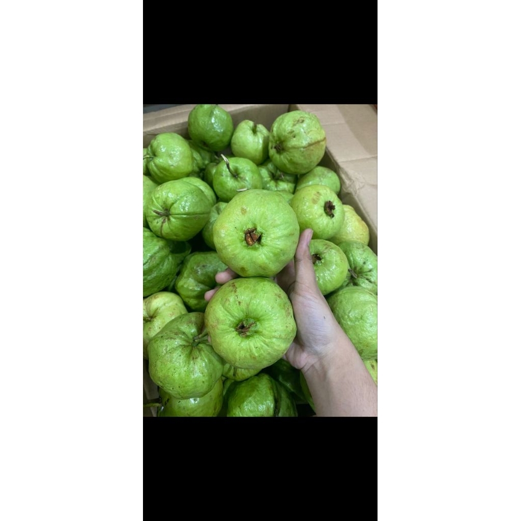 

JAMBU KRISTAL. JAMBU ENAK SEGAR.. JAMBU PREMIUM. BIBIT TAIWAN