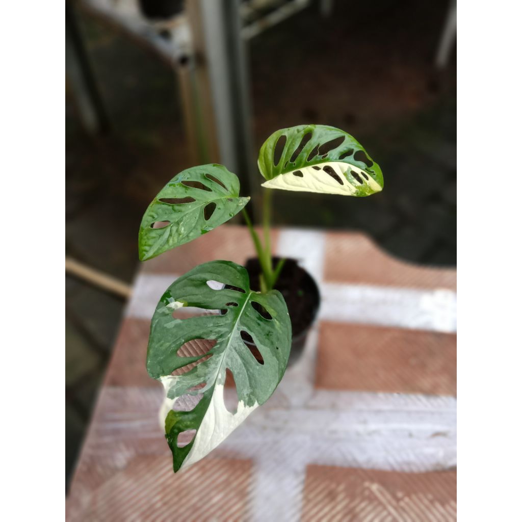 MONSTERA JANBOL JAPAN VARIGATA PUTIH