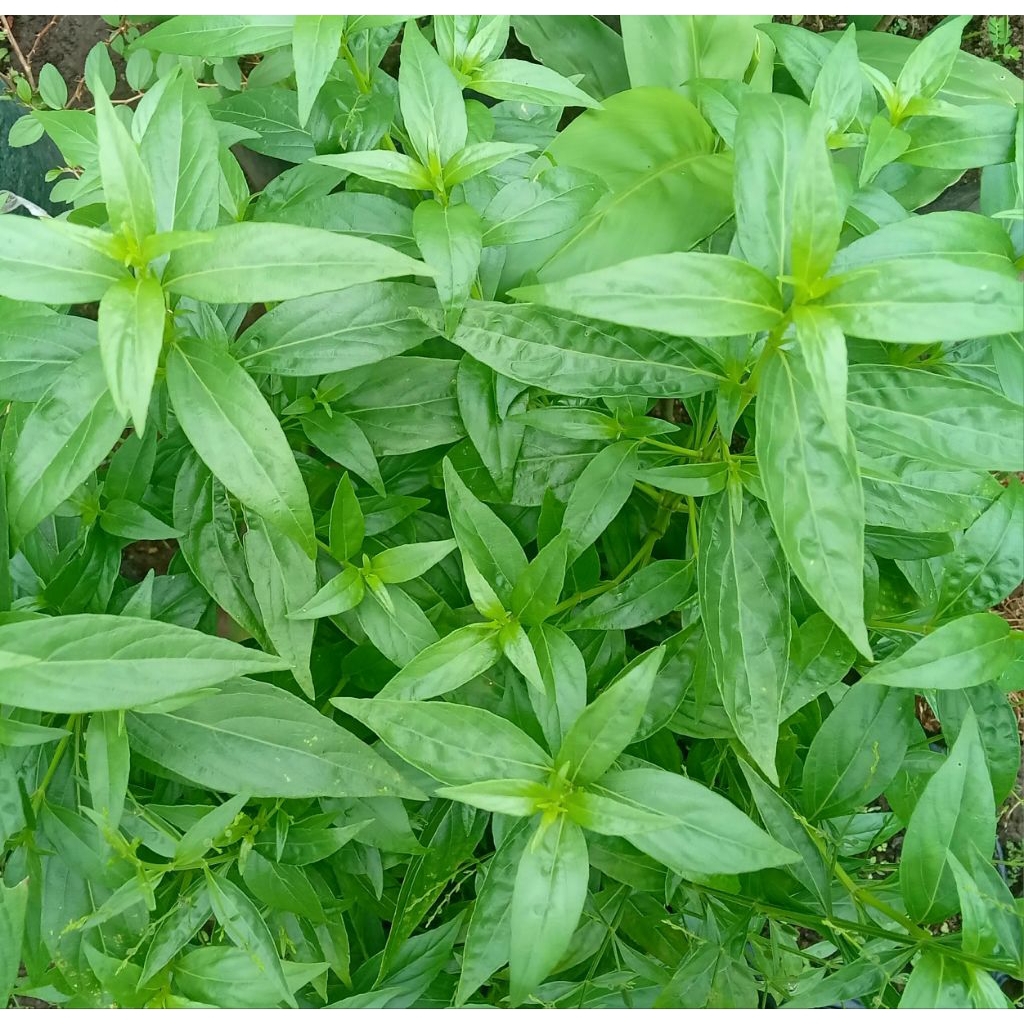 

50 lembar daun sambiloto Segar , herbal di petik ketika order masuk