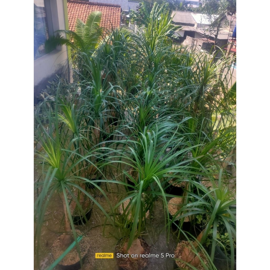 tanaman hias Nolina ponytail @ 100cm