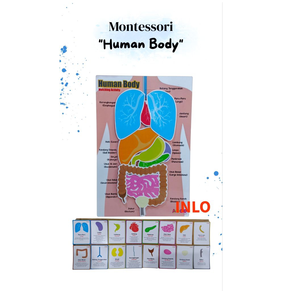 Human Body Montessori/Alat Peraga Human Body Montessori