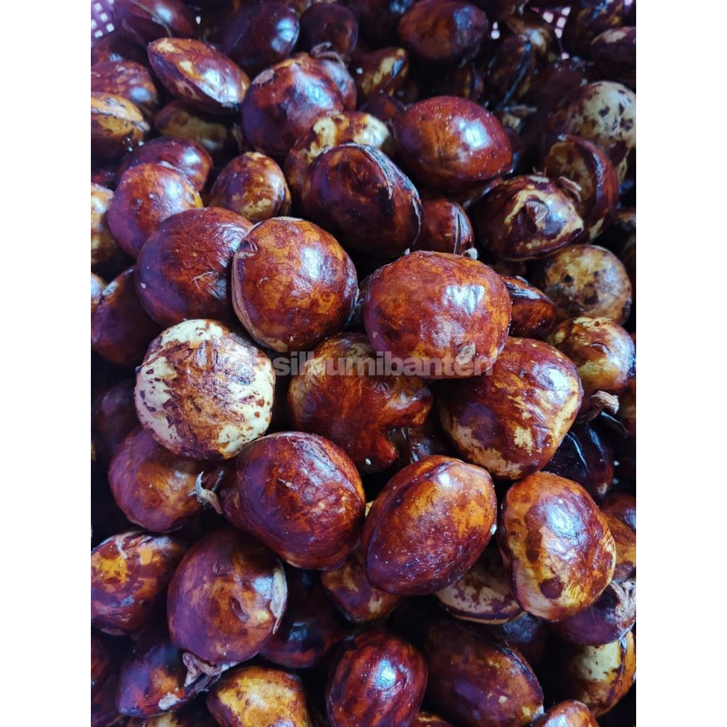 

JENGKOL TUA 500gr FRESH SUPER