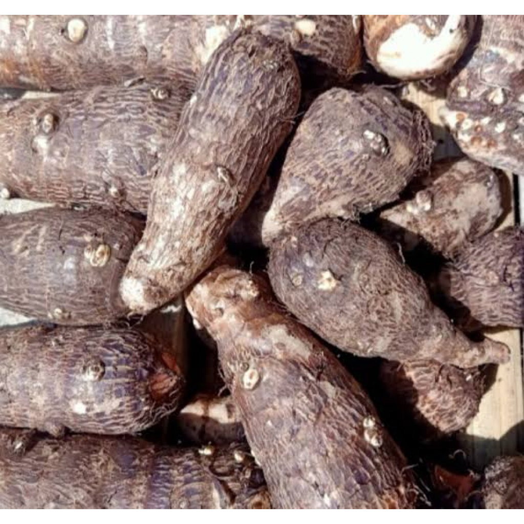 

Umbi talas pulen kimpul mbonte bonte ubi talas entek enthek