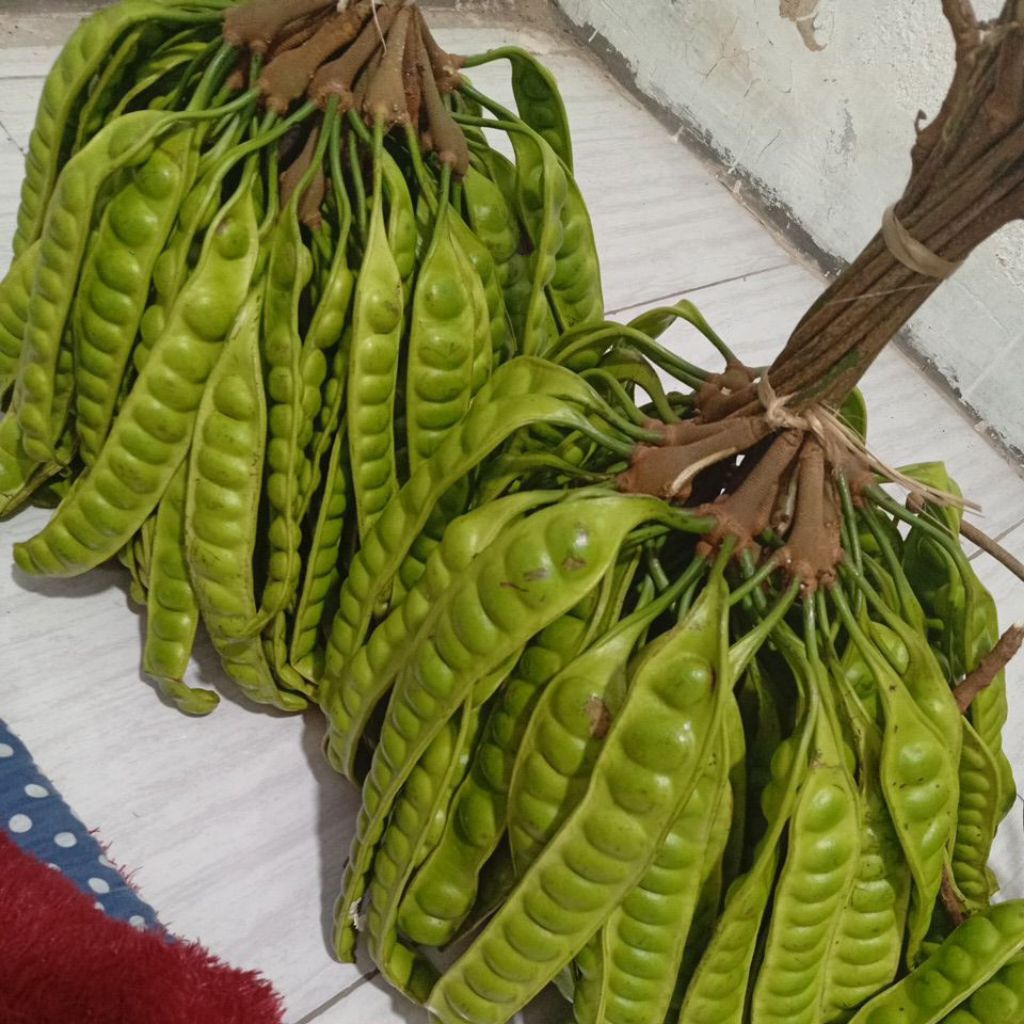 

pete tua 1 empong pete padi ukuran sedang