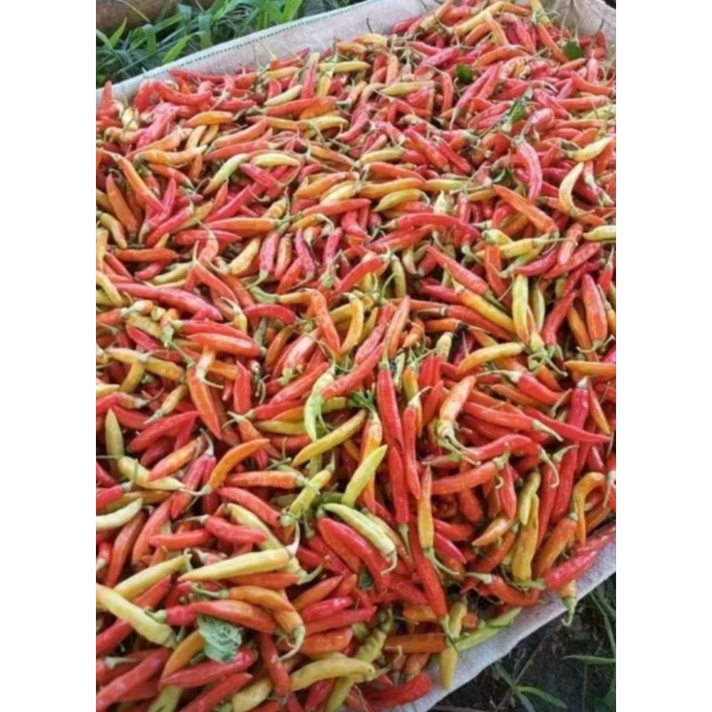 

Cabe Rawit Fresh 500 gr (Beli 1 kg gratis keripik tempe sagu)