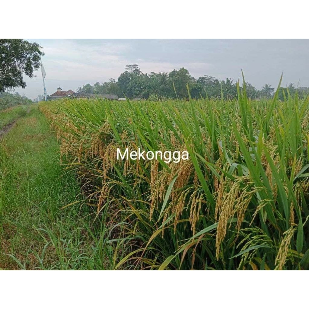 5kg benih padi MEMBRAMO kualitas original.