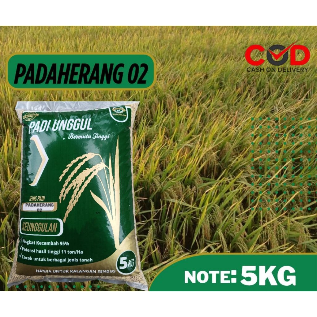 BIBIT PADI PADAHERANG 02 KUALITAS UNGGUL 5KG